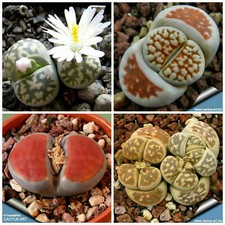 10 semi di LITHOPS mix karasmontana, pietre vive