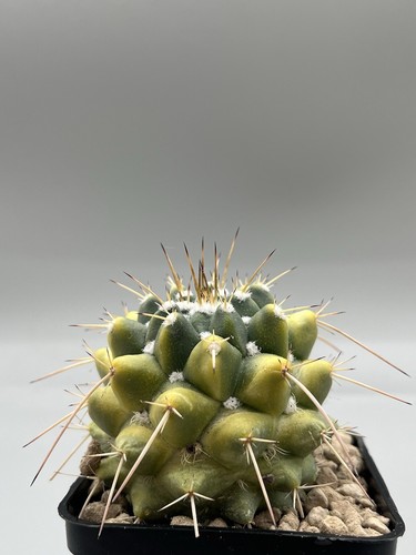 Mammillaria compressa