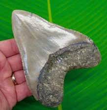 Dente di squalo megalodonte