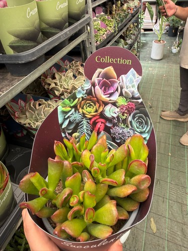 Crassula ovata tricolor - crassula,
