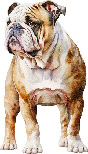 Adesivi auto bulldog - 6,