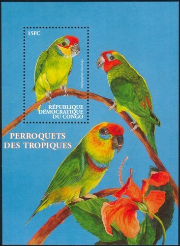Congo 2000