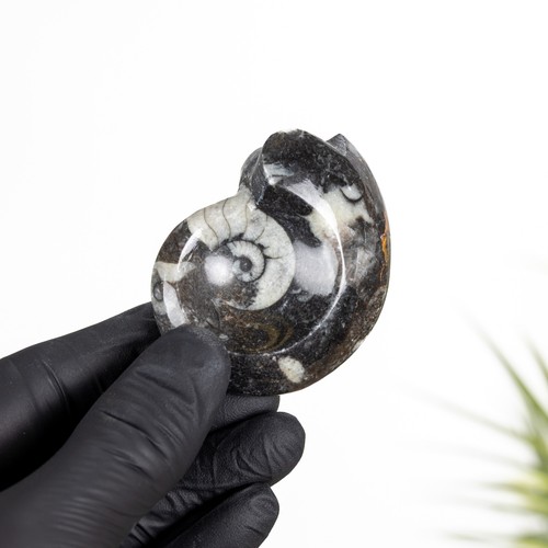 Goniatite ammonite - goniatite,