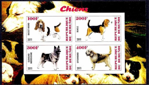 Cani bassetto segugio - bassetto,