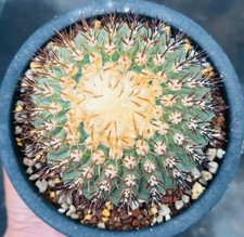 Copiapoa columna alba wysiwyg - copiapoa,