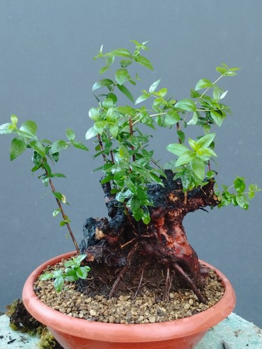 Bonsai mirto 30x20cm in - bonsai,