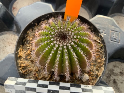 221 uebelmannia pectinifera - 221,