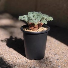 Pianta succulenta 1,2-1,5 cm