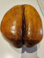 COCCO DI MARE, COCO DE MER! 