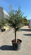 Pianta ulivo ornamentale a - di,