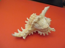CONCHIGLIA MARINA DI CIRCA 12