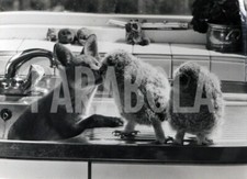 Foto vintage Regno Unito, Cuccioli di volpe e gufi, 1983, stampa 21x15 cm