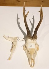 Trofeo corna capriolo - di,