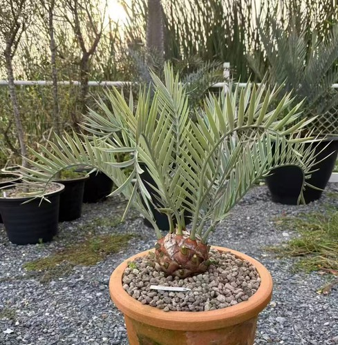 Encephalartos lehmannii - cm,