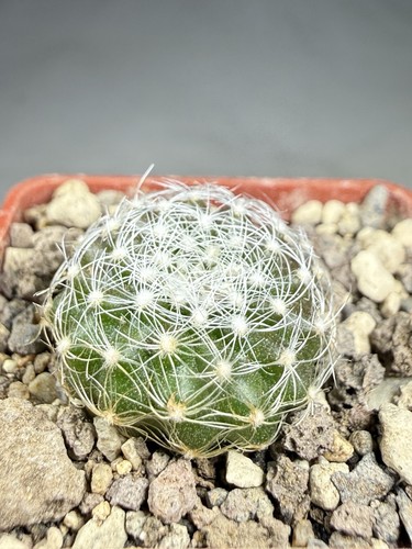 Uebelmannia meninensis 108 - hu,