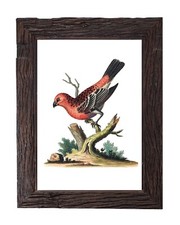 Illustrazione stampa artistica