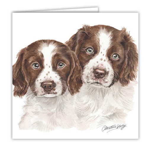 Springer spaniel cuccioli - springer,