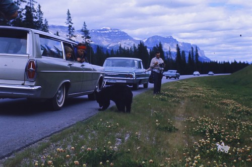 1966 canadian rockies bear - 1966,