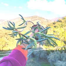 ?1 Vaso 10 ØCm CARPOBROTUS EDULIS FIORI FUCSIA Fichi Degli Ottentotti+1 Omaggio