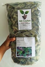 Arogya Pacha pianta intera