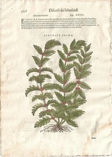 Stampa antica MATTIOLI