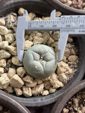 Cactus Peyote Plants Own Road