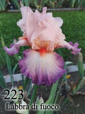 1 Rizoma Iris Germanica