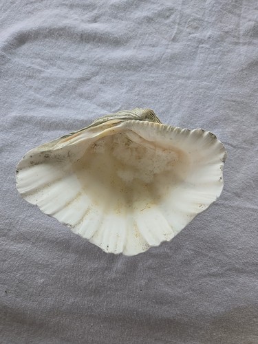 Grande guscio artiglio - guscio,