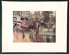 Stampa antica UCCELLI ANATRE GERMANO REALE MASCHI e FEMMINA 1911 Antique print