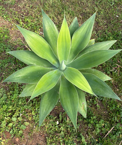 Agave attenuata pianta da - -,