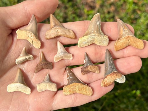 Dente squalo fossile - dente,