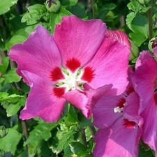 Ibisco cinese "Hibiscus