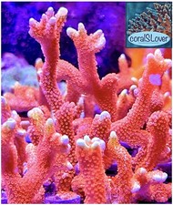 live coral Forest Fire