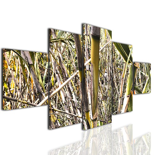 Quadri bamboo stampe - , moderne