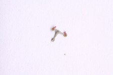 TISSOT 781 784 2481 2541 part 710 Ancre Pallet fork Anker Ancora NOS