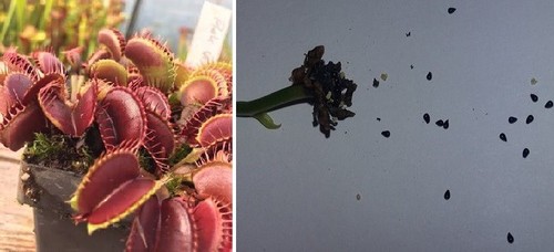 Semi dionaea muscipula - semi,