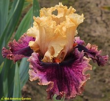 Iris TB, 'Puzzled' (Thomas