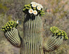 Carnegiea gigantea SEEDS -  -