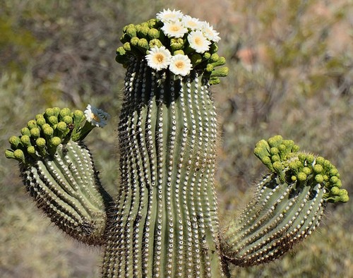 Carnegiea gigantea seeds - seeds,