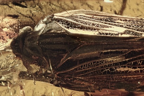 Grande planthopper fulgoroidea - planthopper,