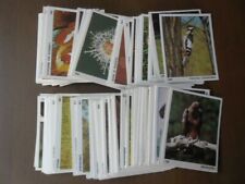 Il Mondo degli Animali Panini