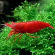 Lotto 10+2 Omaggio Neocaridine Red Sakura /acquario/caridine/gamberetti