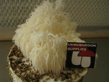 Criniera di leone 10 ml