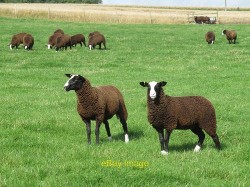 Photo 6x4 zwartbles sheep - zwartbles,