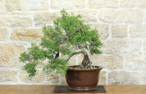 Bonsai ginepro fenicio - ginepro,