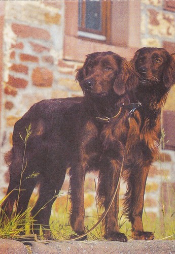 Setter cartolina - setter,
