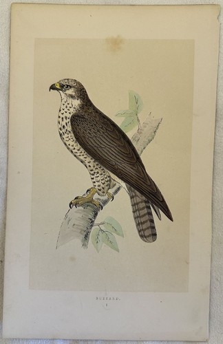 Morris buzzard buteo - buteo,