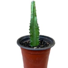 Euphorbia trigona 'African