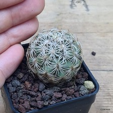 Coryphantha sp. saunasde hidalgo Vaso 5 cm Cod.2208-4