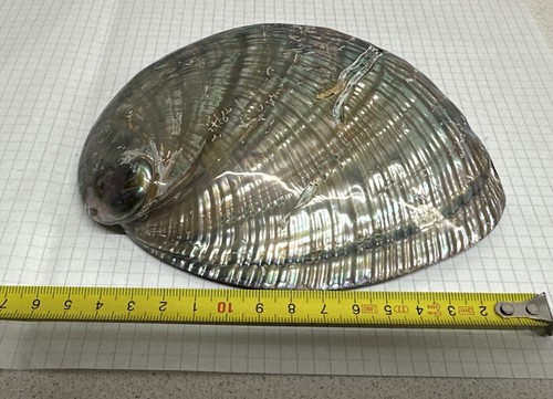 Haliotis fulgens conchiglia - haliotis,